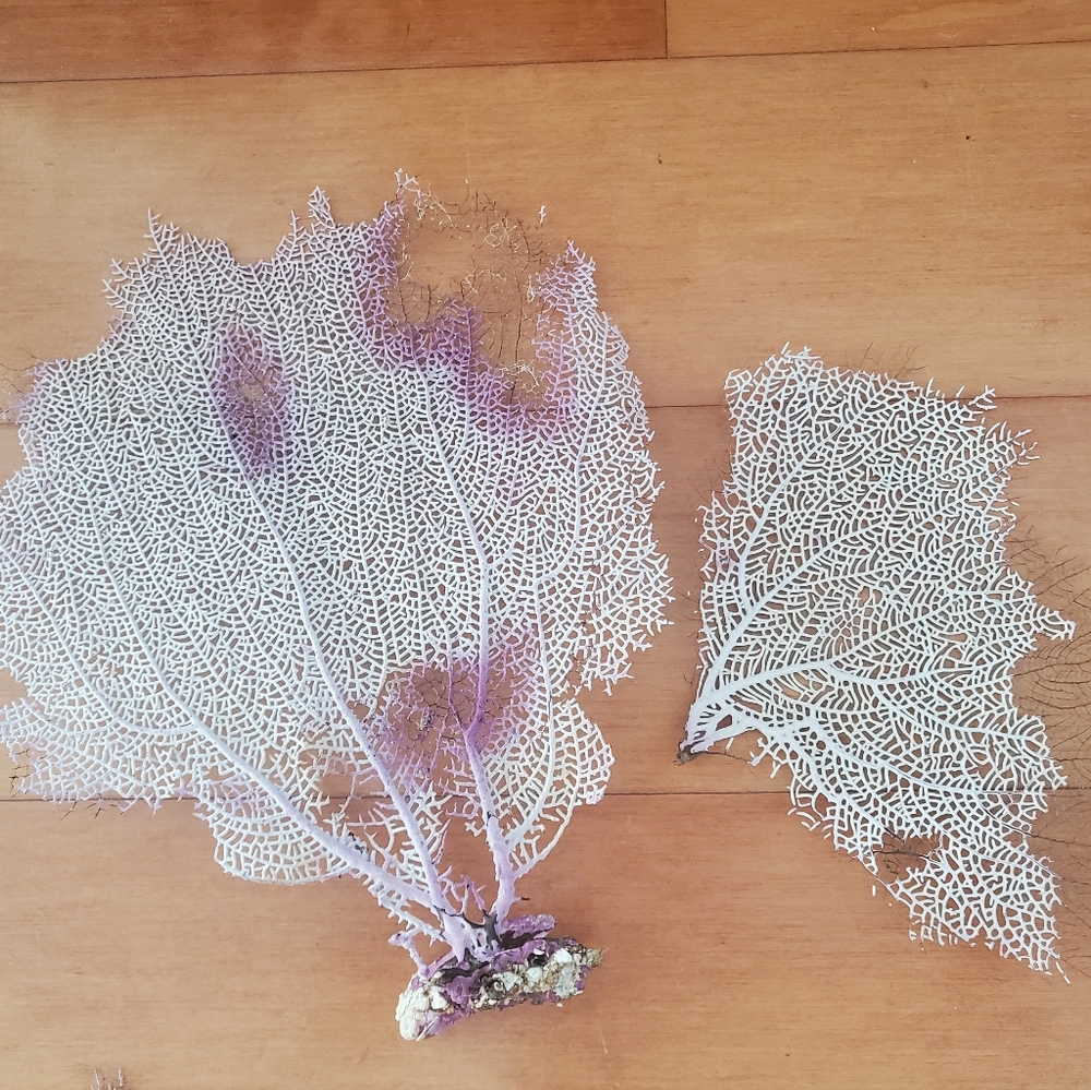 Two Natural Gorgonian Corals